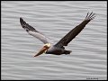_4SB9525 brown pelican